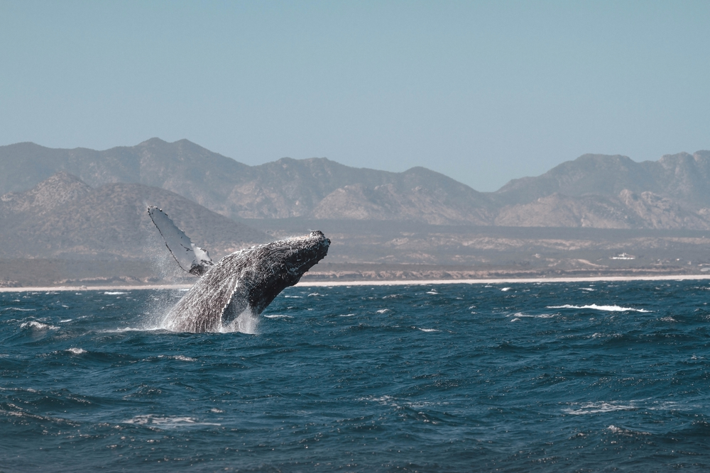 Στο βάθος διακρίνεται μια επιφάνεια φάλαινας που σπάει στην κυματιστή θάλασσα και τα βουνά.