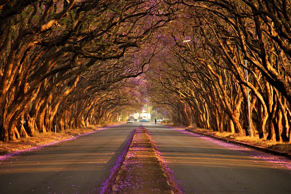 Μια μαγευτική σκηνή σε έναν δρόμο όπου μπορεί κανείς να δει το δέντρο να γέρνει προς το δρόμο δημιουργώντας ένα μονοπάτι.