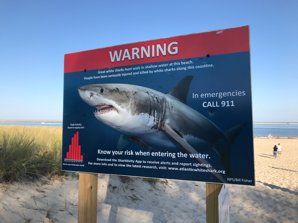 Εικόνα μιας μεγάλης διαφημιστικής πινακίδας που λέει να προσέχετε καρχαρίες που απεικονίζονται με μπλε ουρανό στο φόντο