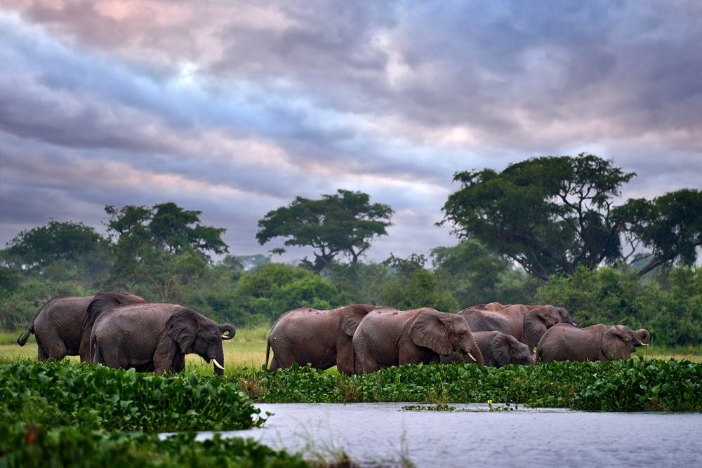 Ελέφαντες που απεικονίζονται σε ένα σαφάρι στην Τανζανία κατά τη διάρκεια της εποχής των βροχών, η γενικά η χειρότερη στιγμή για επίσκεψη