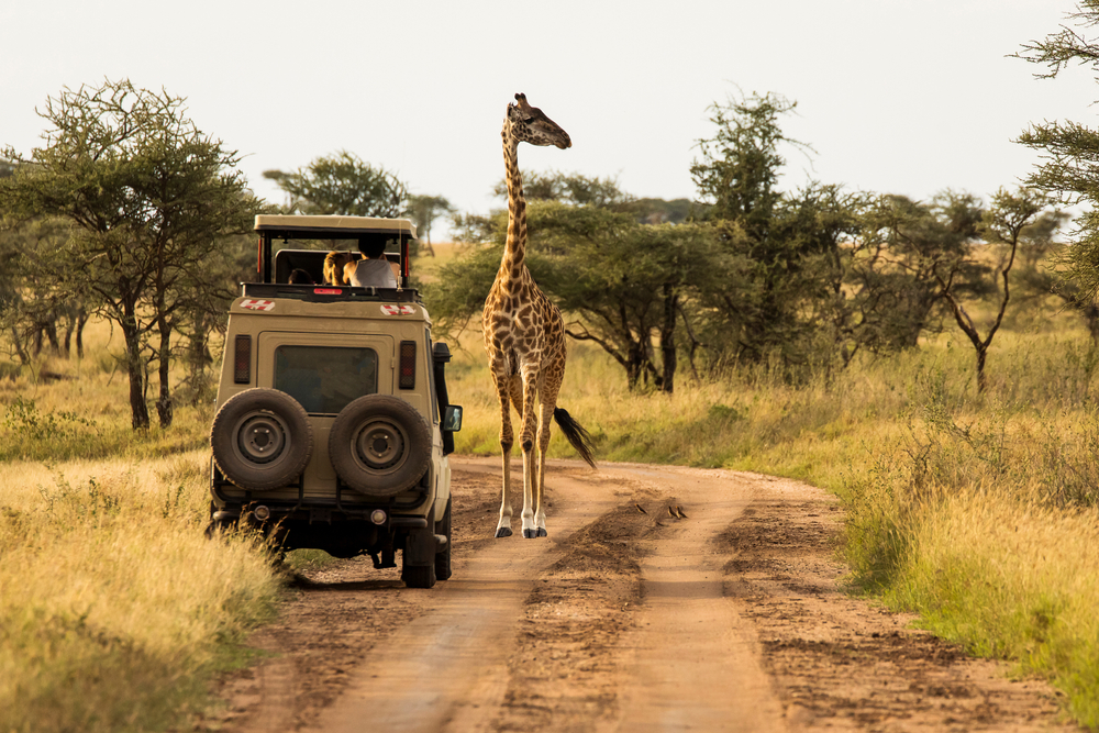 Καμηλοπάρδαλη που στέκεται σε έναν δρόμο στην Τανζανία στο εθνικό πάρκο Serengeti κατά τη συνολική καλύτερη στιγμή για να επισκεφθείτε την Τανζανία