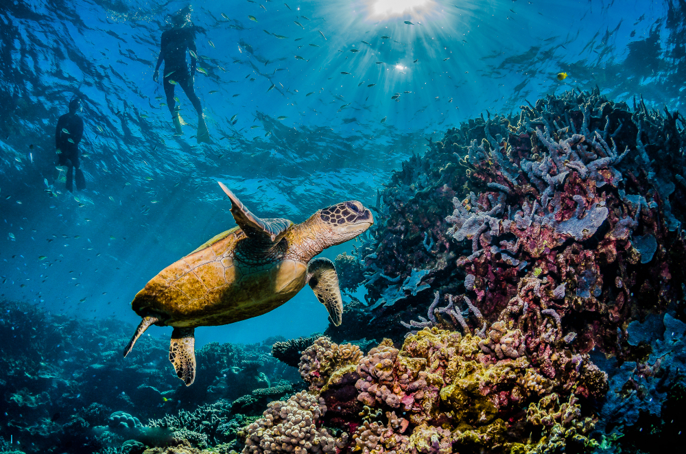 Χελώνα που κολυμπά δίπλα σε έναν κοραλλιογενή ύφαλο με δύτες από πάνω για ένα κομμάτι την καλύτερη στιγμή για να επισκεφθείτε τον Μεγάλο Κοραλλιογενή Ύφαλο