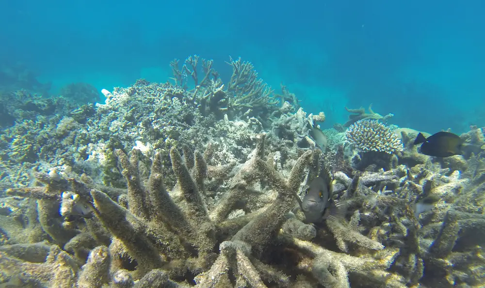 Θολό γκρίζο νερό που απεικονίζεται τη χειρότερη στιγμή για να επισκεφθείτε τον Μεγάλο Κοραλλιογενή Ύφαλο με γκρι κοράλλια