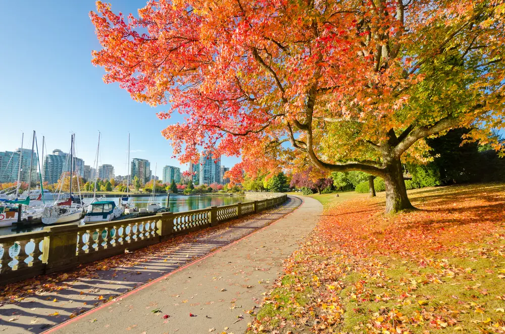 Stanley Park walking path pictured during the Least Busy Time to Visit Vancouver with orange leaves on the ground