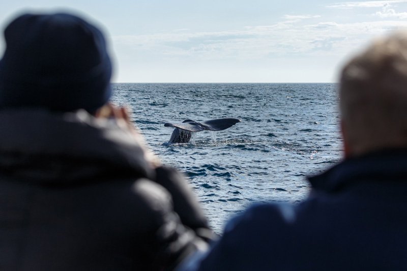 Παρατήρηση φαλαινών - Νορβηγία τι να δείτε και να κάνετε για να επισκεφθείτε