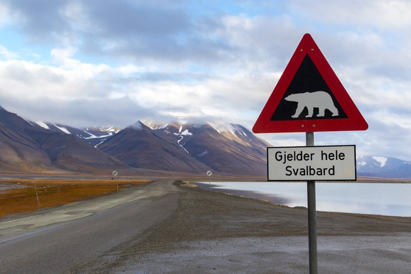 πολικές αρκούδες Σβάλμπαρντ - Νορβηγία τι να δείτε και να κάνετε για να επισκεφθείτε