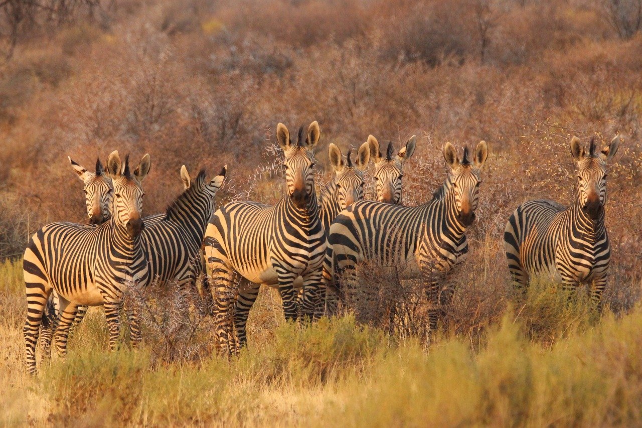 zebras, animals, africa, south africa, namibia, savannah, safari, wildlife, africa, africa, africa, africa, africa, nature, south africa, south africa, south africa, safari, safari